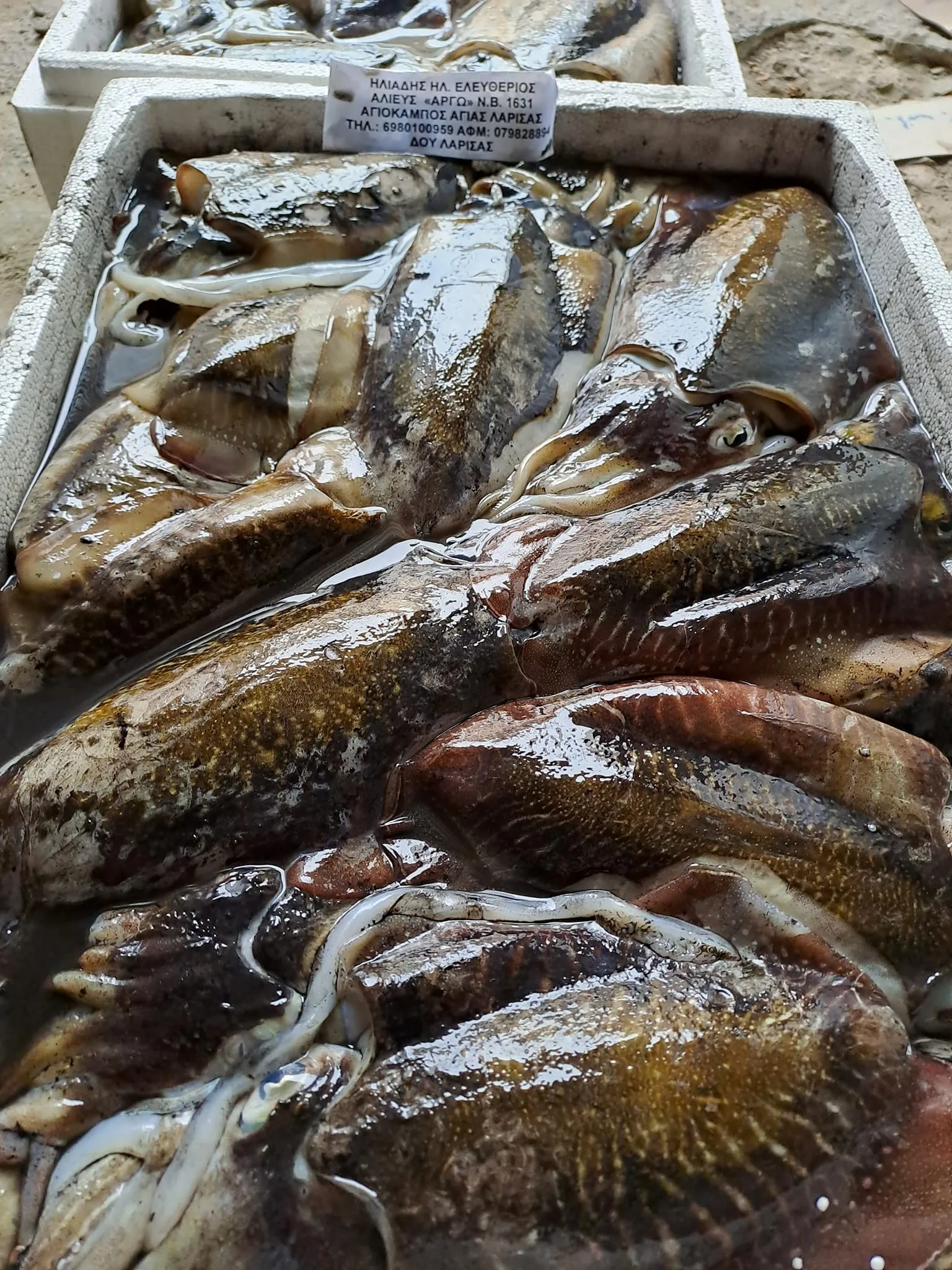 Traditional Aegean seafood ready for grilling and baking in Skiathos